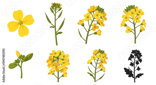 Yellow Mustard Flower Vector Illustration Set: Canola Rapeseed Botanical Elements with Blossoms, Stems, and Silhouette for Agriculture and Nature Graphic Arts.