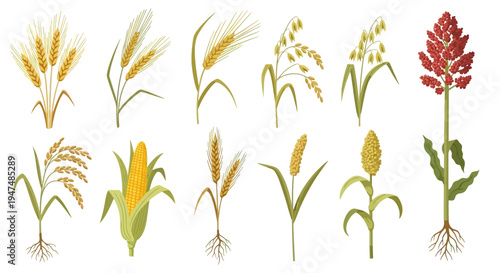 Collection of various cereal crops and grains including wheat, corn, oats, rice, barley, millet, and sorghum illustrations on a clean white background design.