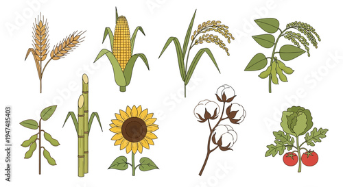 Collection of Agricultural Crops Vector Illustration Set Featuring Wheat Corn Rice Soybeans Sugarcane Sunflower Cotton and Tomato Plants on White Background.