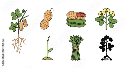 Detailed Vector Illustration Set of Peanut Plant Growth Stages Including Roots Flowers Seeds and Pods on White Background for Agricultural Education Design.