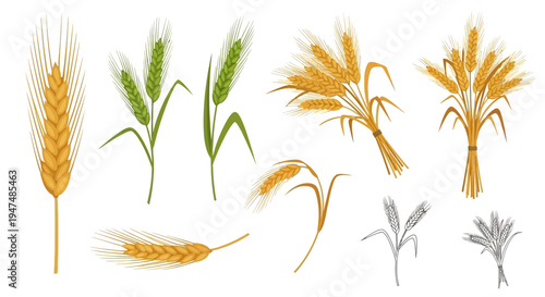 Wheat, barley, and rye cereal grain ear stalks collection vector illustration set. Includes golden ripe grain bundles and fresh green plants on white background.