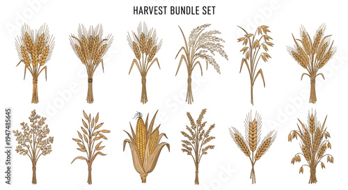 Hand-Drawn Vintage Harvest Bundle Set Featuring Wheat, Barley, Oats, Rye, Corn, and Rice Ears Illustration for Agricultural Design, Bakery and Farming Projects.