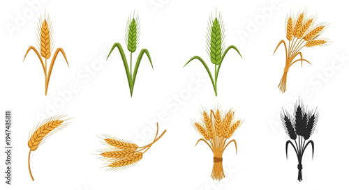 Collection of wheat ear illustrations including green and golden stalks, bundles, and silhouettes for agricultural design, bakery logos, and organic food icons.
