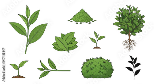 Comprehensive collection of green tea plant illustrations featuring fresh leaves, sprigs, matcha powder, seedlings, a full bush with roots, and a silhouette.