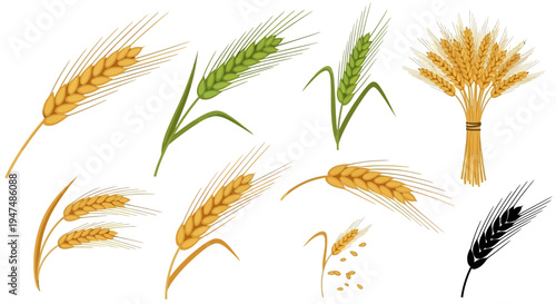 Collection of wheat and barley ear icons in various stages of growth including green, golden, a bundle, and a black silhouette isolated on white background.