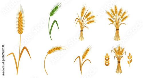 Vector illustration set of golden and green wheat ears, barley stalks, and rye grain bundles for agricultural harvest, bakery logos, and organic farm designs.