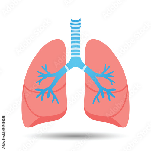 Lung Anatomy Illustration: A meticulously crafted, medical illustration showcases the intricate structure of the human lungs, revealing the essential components.