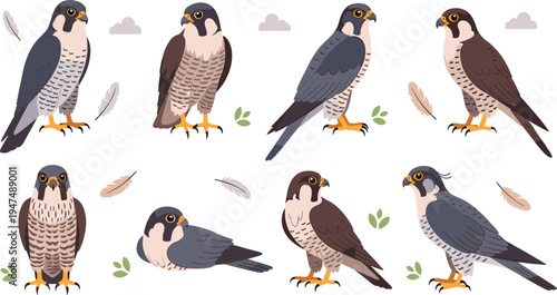 Falcon Vector Illustration Set Featuring Majestic Birds of Prey in Standing and Perching Poses for Wildlife Nature Graphics, Ornithology Education, and Falconry Designs.