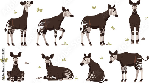 Okapi Vector Illustration Set Featuring Rare African Forest Animals in Standing and Sitting Poses for Wildlife Nature Graphics, Safari Designs, and Educational Materials.