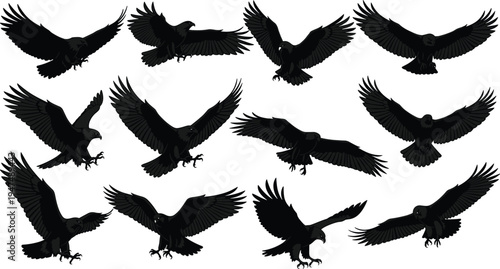 Eagle silhouette vector set, flying hawk collection, black predatory bird icons, soaring falcon shapes, isolated wildlife graphics on white background.