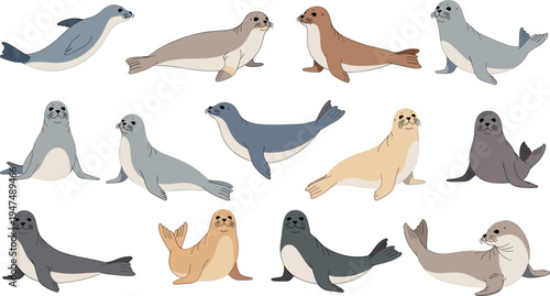 Seal Vector Illustration Set Featuring Cute Marine Mammals in Different Swimming, Sitting, and Crawling Poses for Ocean Wildlife Graphics and Aquarium Designs.