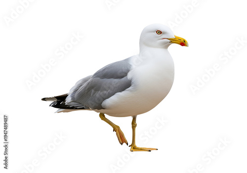 Elegant seagull standing on one leg with a white and gray feathered body