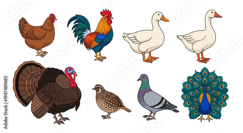 Vector Illustration Set of Farm Birds and Poultry Including Rooster, Hen, Duck, Goose, Turkey, Quail, Pigeon and Peacock Isolated on White Background for Design.