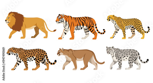 Detailed Vector Illustration Set of Big Cats Featuring Lion Tiger Cheetah Jaguar Cougar and Snow Leopard Walking in Profile View Isolated on White Background.