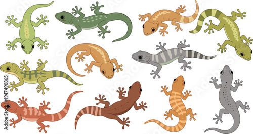 Gecko Lizard Vector Illustration Set Featuring Colorful Reptiles in Different Crawling Poses for Tropical Wildlife Graphics, Nature Education Materials, and Exotic Animal Designs.