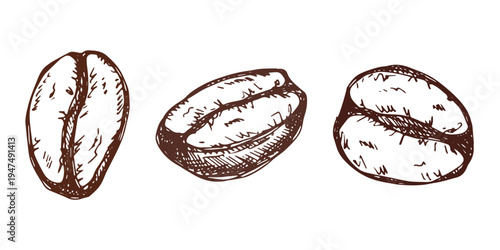 Set of hand drawn fresh roasted coffee bean Arabica robusta seed doodle Single element for design print packaging label decor