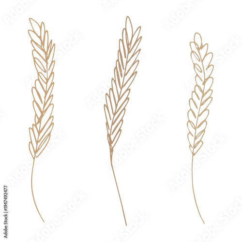 Set of hand drawn cereal wheat oat rye barley rice ears spikelet clipart Organic wheat bread agriculture farming harvest healthy food Single element for design print packaging label decor