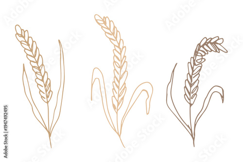 Set of hand drawn cereal wheat oat rye barley rice ears spikelet clipart Organic wheat bread agriculture farming harvest healthy food Single element for design print packaging label decor