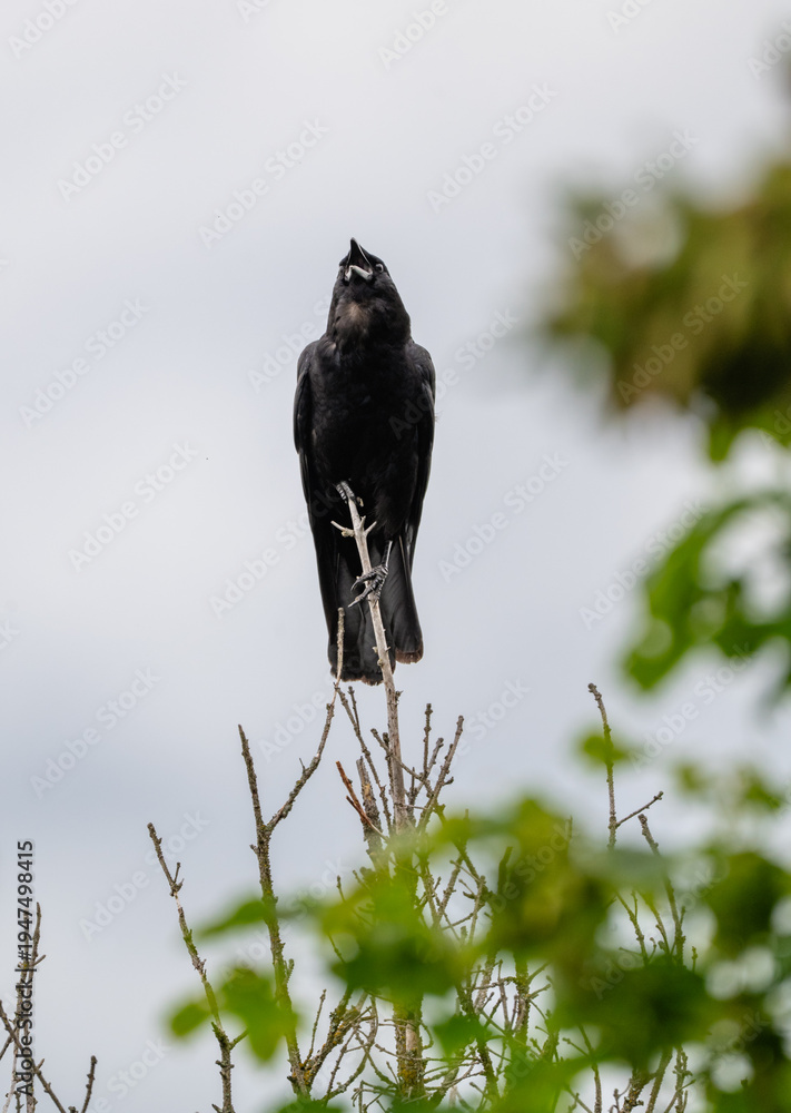 Obraz premium A striking black raven perched atop a leafless branch, singing beautifully against a cloudy sky, showcasing the essence of nature and wildlife in its raw form.
