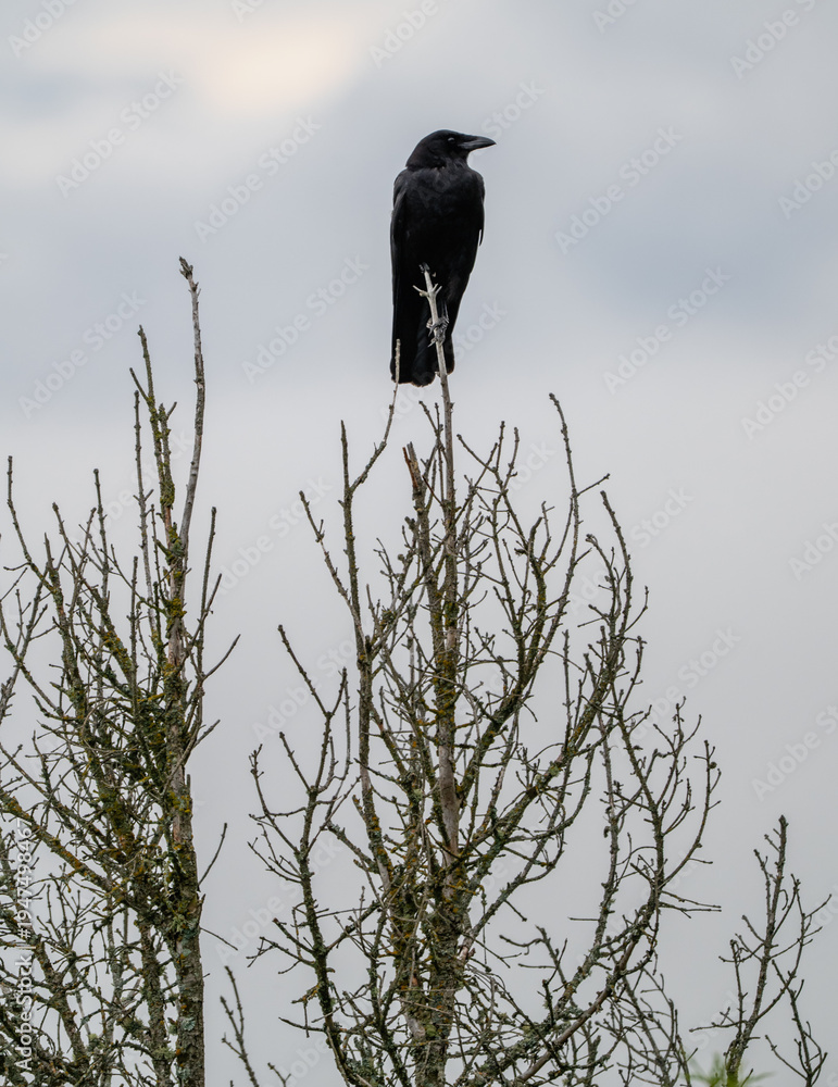 Obraz premium This image reveals a bold bird poised on a treetop, accentuating the vastness of its surroundings while celebrating the majestic connection between wildlife and nature.