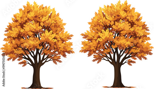Beautiful vector illustration of two majestic oak trees with vibrant golden orange autumn leaves isolated on white background for seasonal nature landscape design projects.