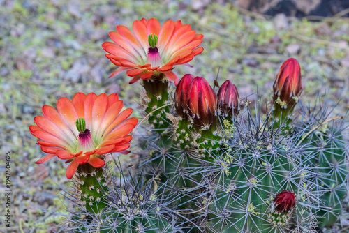 Photography Vibrant colored blossoms on the claret cup cactus (Echinocereus coccineus), also called scarlet hedgehog Cactus