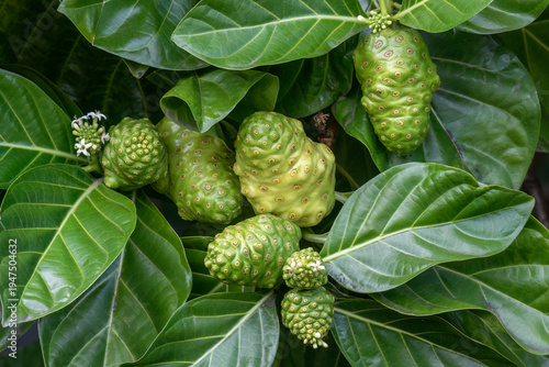 Quadro su tela Fruit of the noni plant (Morinda citrifolia), growing on the Big Island of Hawaii