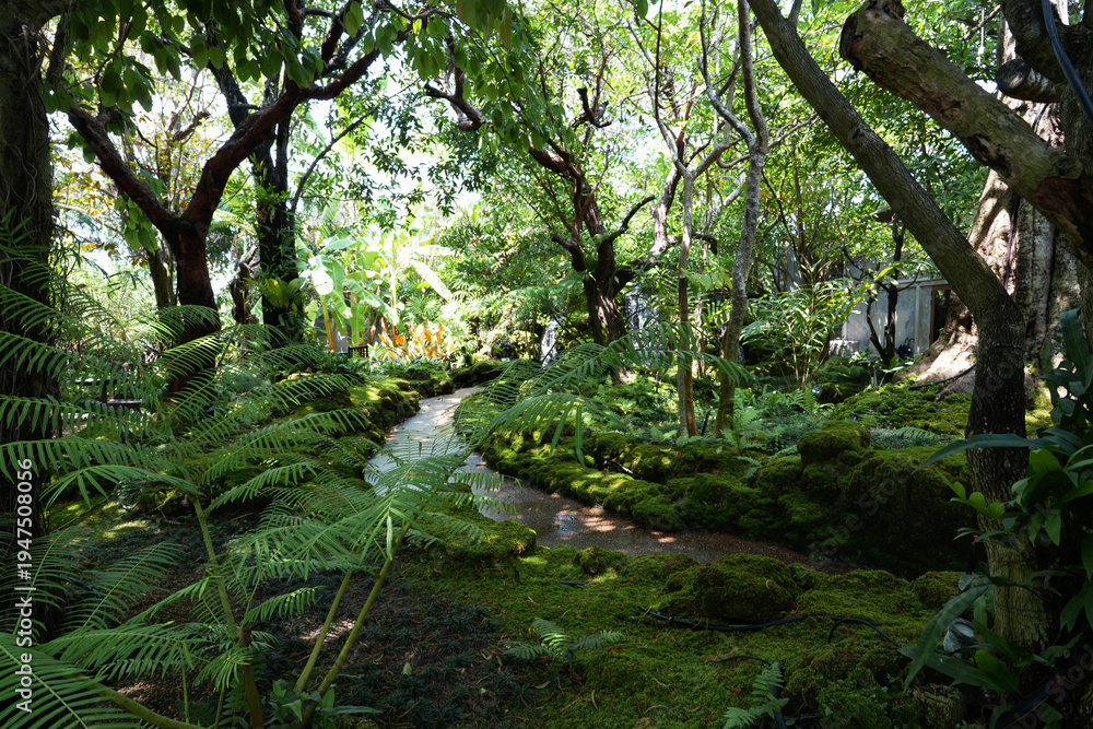 Fototapeta premium Beautiful spring moss and fern in the garden under big trees.