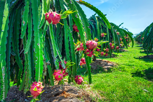 Wallpaper Mural Vibrant dragon fruit plantation with rows cactus plants bearing ripe red dragon fruits.  Torontodigital.ca