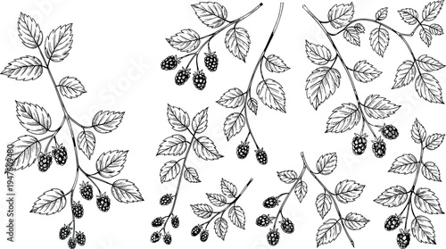 Blackberry branches hand drawn botanical illustration, vintage berry plant leaves and fruits sketch set, natural organic garden design element