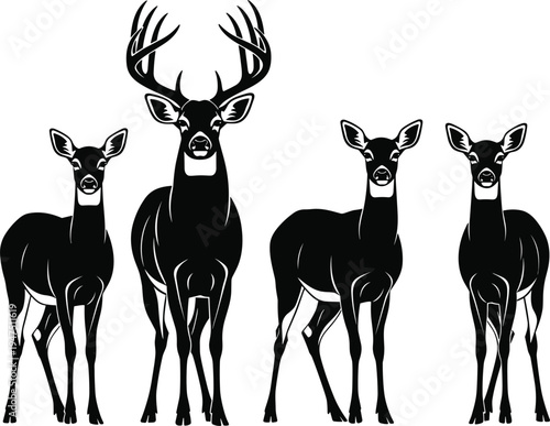 Black and white vector illustration of a majestic buck with large antlers standing with three does, wildlife deer family group silhouette on white background (24 words)