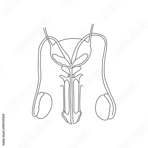 Anatomy of a Healthy Male Reproductive System Vector Illustration.