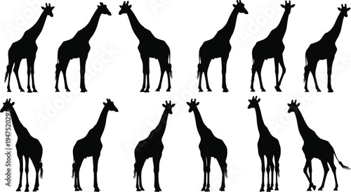 Giraffe silhouette vector illustration, wildlife animal artwork collection, different giraffe posture variations design, savanna nature themed art, black and white decorative artwork set