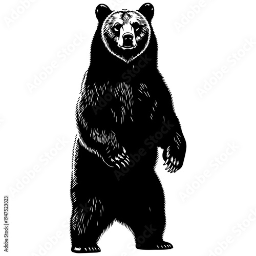 A black and white image of a bear standing on its hind legs isolated on transparent background, Vector
