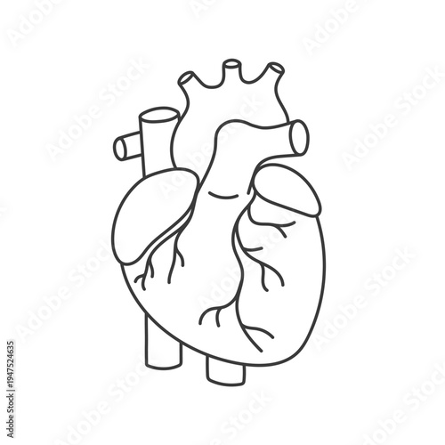 Human heart. Simple anatomical illustration hand-drawn in line style.