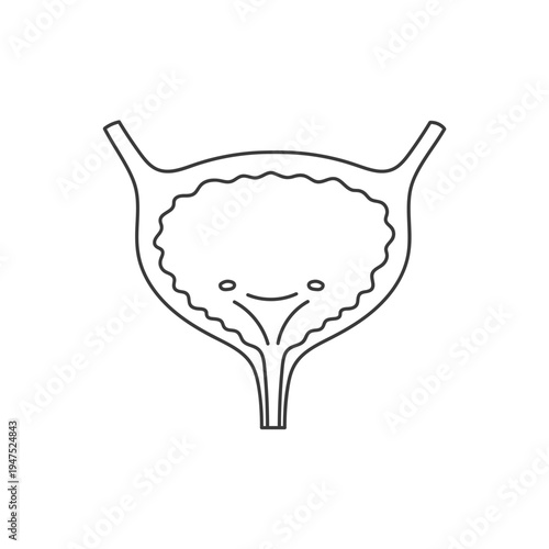 Human bladder. A simple anatomical illustration, hand-drawn in a linear style.