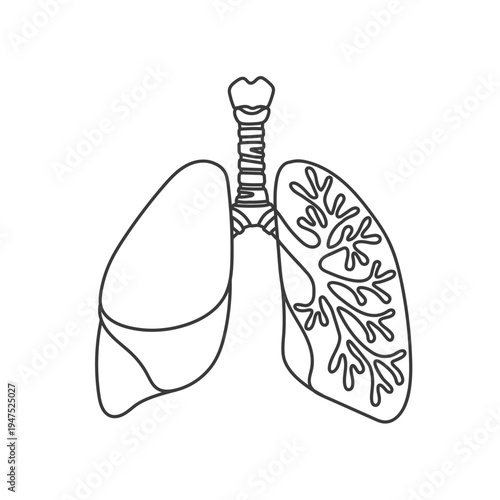 Human lungs. A simple anatomical illustration, hand-drawn in a linear style.