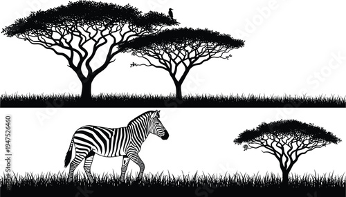 zebra, savanna, africa, tree, acacia, wildlife, safari, nature, silhouette, grassland, landscape, animal, wild, sunset, vector, illustration, jungle, scenery, natural, design