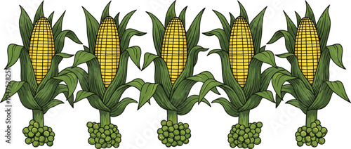 Corn cobs with green husk leaves arranged in row maize vegetable agriculture harvest farm vector illustration set