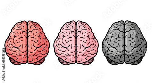 Three brains with different color shades