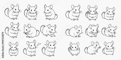 Set of cute chinchilla illustrations in various poses, hand-drawn outline style, adorable rodent character collection.