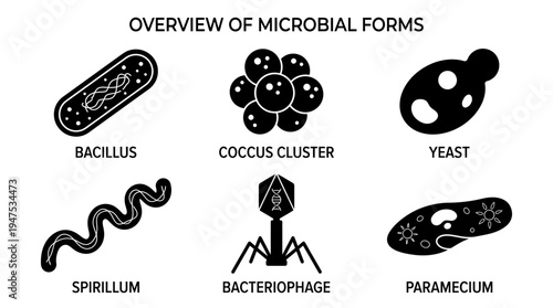 Overview of Microbial Forms Infographic featuring Bacillus, Coccus Cluster, Yeast, Spirillum, Bacteriophage, and Paramecium Icons