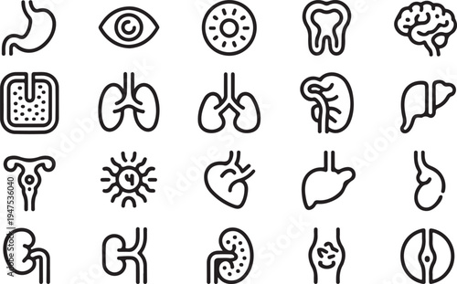 Detailed Human Internal Organs and Anatomy Line Icons for Medical Study