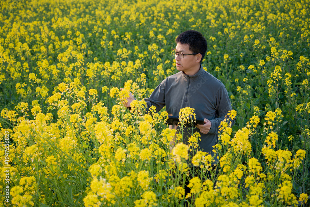 Fototapeta premium A young man wearing glasses examines rapeseed flowers in a field while holding a device