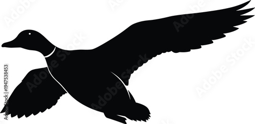 Flying duck silhouette isolated on white background, mallard bird spreading wings in flight, wild waterfowl vector illustration, hunting, nature