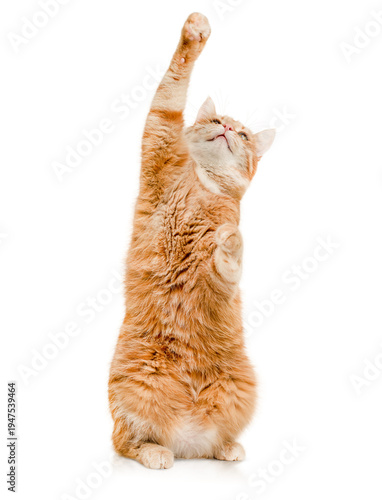 A ginger cat plays, stretches its paws upwards, standing on its hind legs. Isolated on a white background.