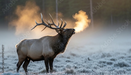 Majestic bull elk bugling in a frost-covered meadow at dawn with golden sunlight and morning mist in the mountains