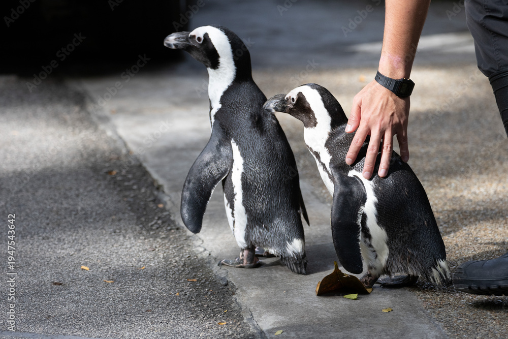 Fototapeta premium Cute and curious African Penguin