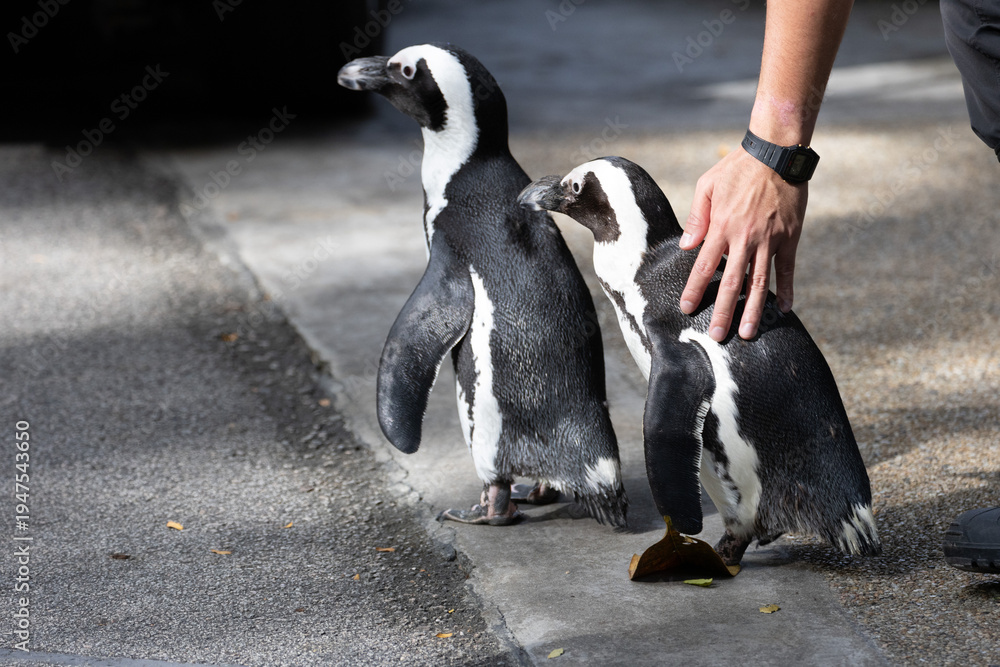 Fototapeta premium Cute and curious African Penguin 