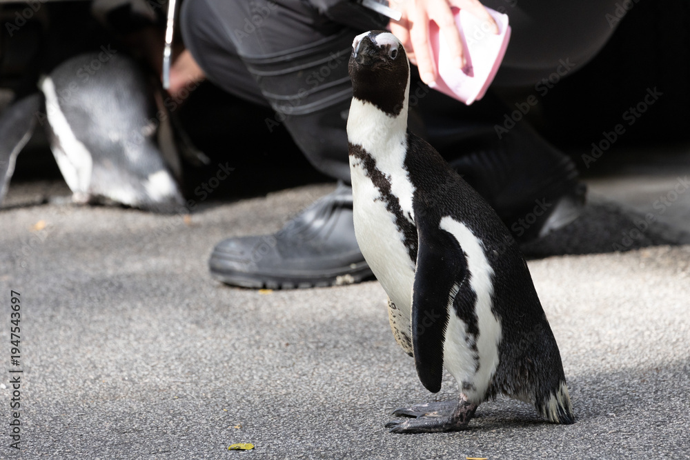Fototapeta premium Cute and curious African Penguin 
